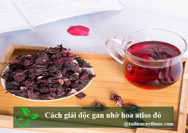 cách giải độc gan nhờ hoa atiso đỏ