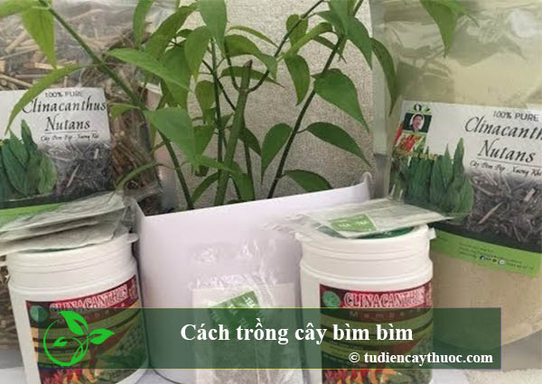 cách trồng cây bìm bìm
