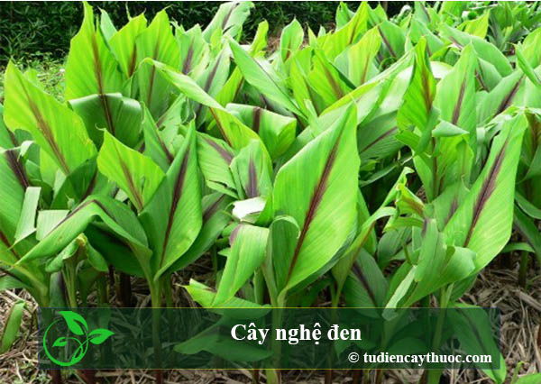 cây nghệ đen