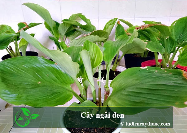 cây ngải đen