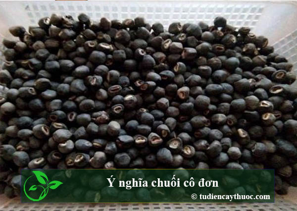 ý nghĩa chuối cô đơn