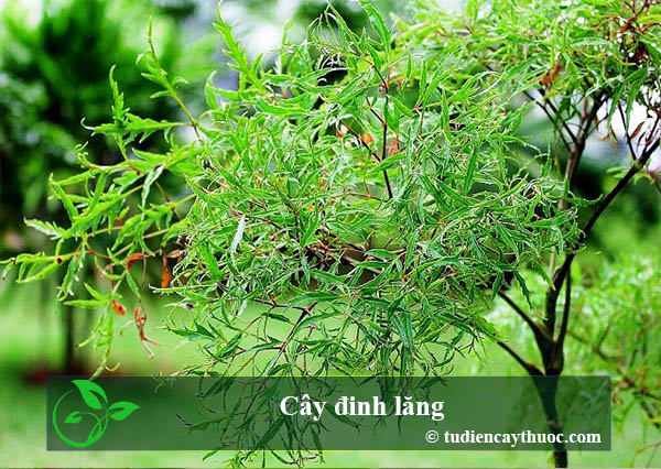 cây đinh lăng