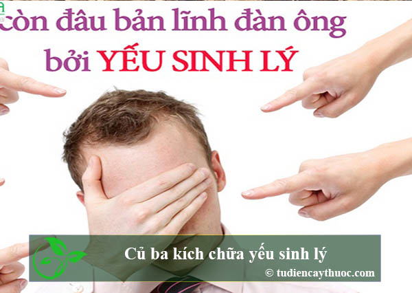 củ ba kích chữa yếu sinh lý