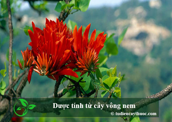 Dược tính trong cây vông nem