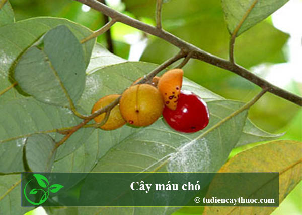 cây máu chó