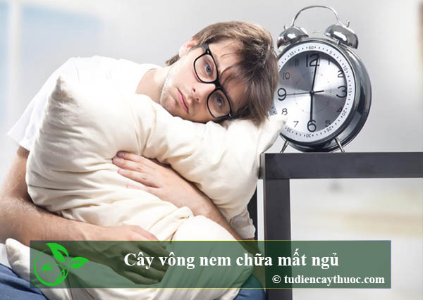 cây vông nem chữa mất ngủ