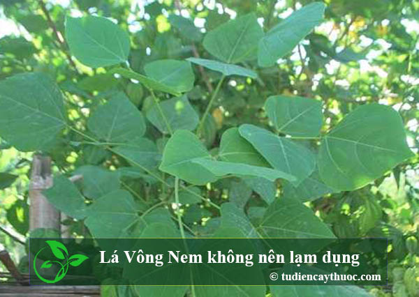 lá vông nem không nên làm dụng