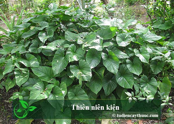 thiên niên kiện