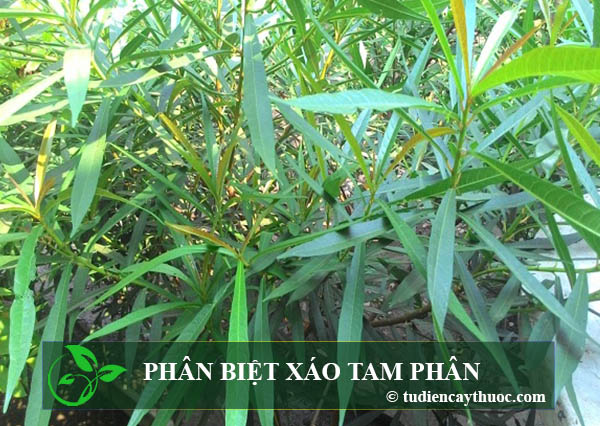 phân biệt xáo tam phân phân biệt xáo tam phân