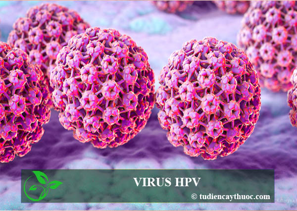 virus hpv virus hpv