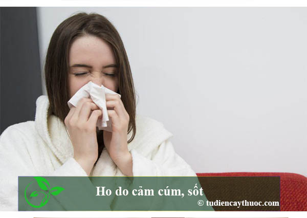 ho do cảm sốt