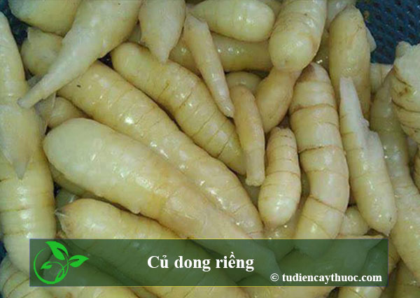 củ Dong riềng
