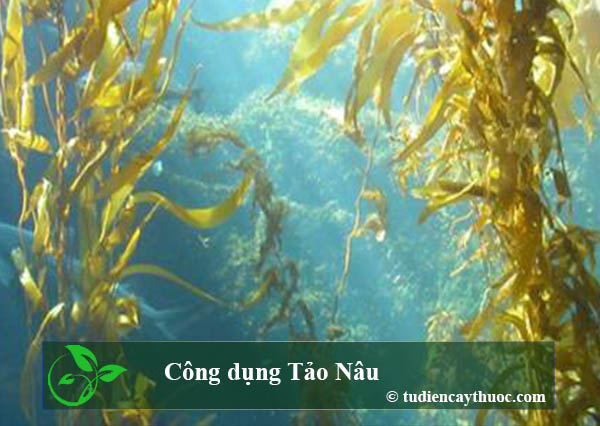 Công dụng tảo nâu Công dụng tảo nâu
