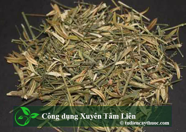 Công dụng xuyên tâm liên Công dụng xuyên tâm liên