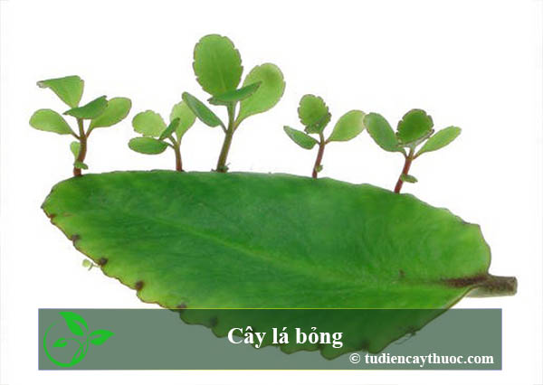 Cây lá bỏng