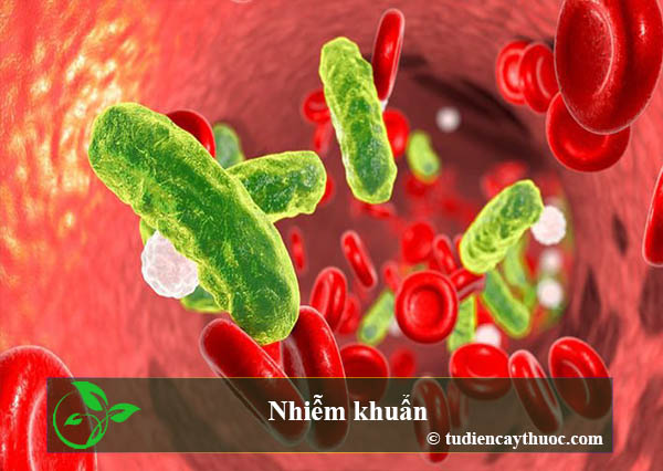 Nhiễm khuẩn