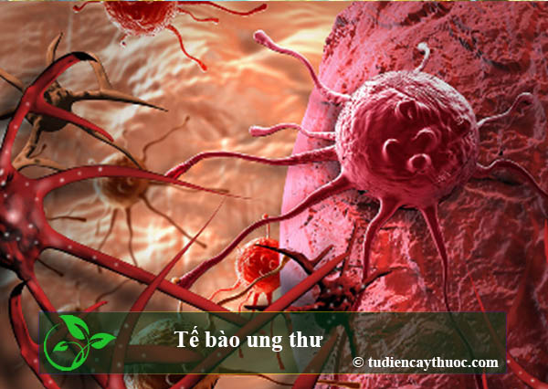 tế bào ung thư