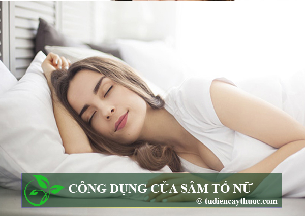 Công dụng sâm tố nữ Công dụng sâm tố nữ