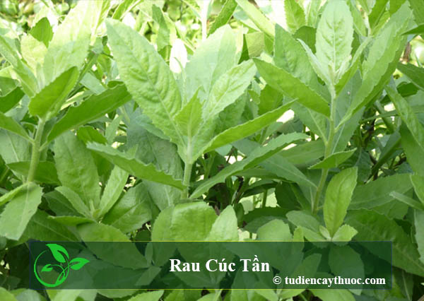 Rau cúc tần