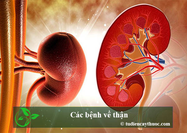 Các bệnh về thận