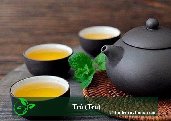 trà