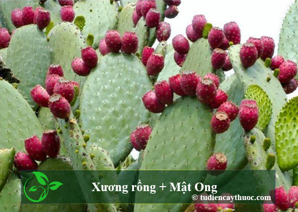 Xương rồng mật ong