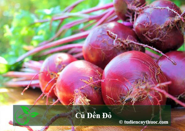 Củ dền đô