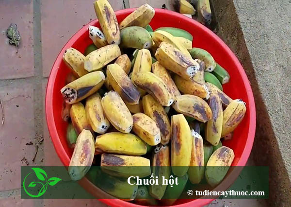 chuối hột chuối hột