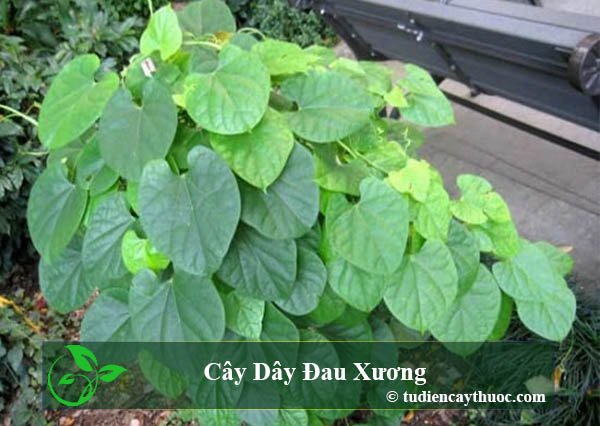 cây dây đau xương cây dây đau xương