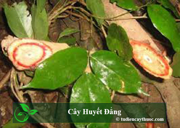 cây huyết đằng