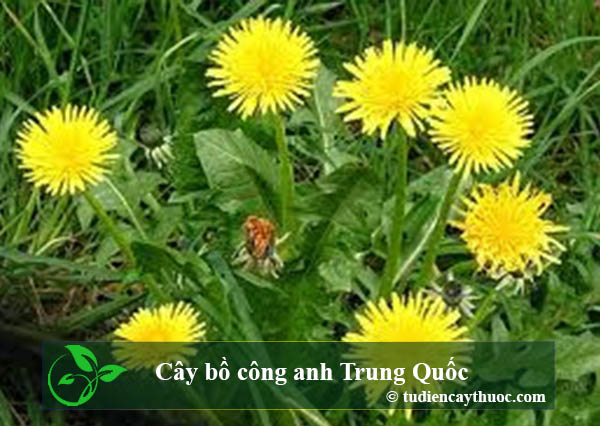Cây bồ công anh Trung Quốc
