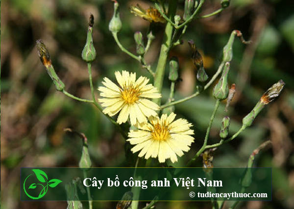 Cây bồ công anh Việt Nam