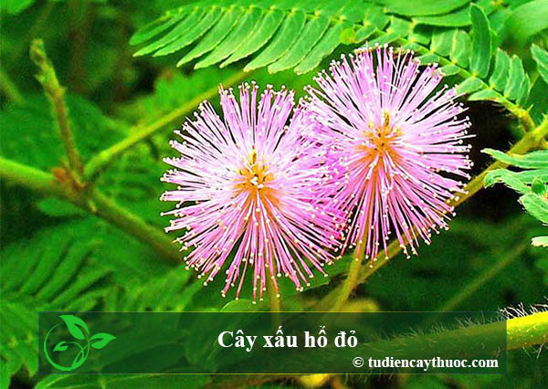 cây xấu hổ đỏ