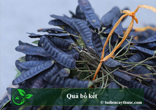 Quả bồ kết Quả bồ kết