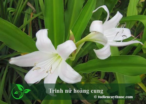 trinh nữ hoàng cung trinh nữ hoàng cung