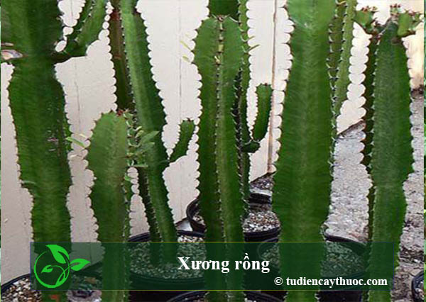 cây xương rồng