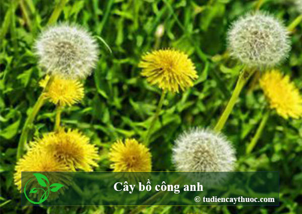 cây bồ công anh