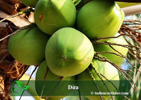 Dừa Dừa