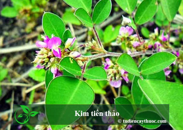 kim tiền thảo kim tiền thảo