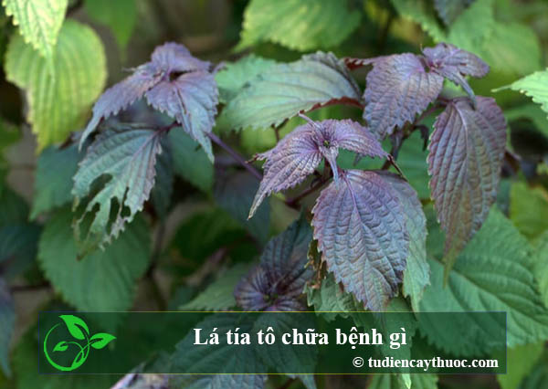 lá tía tô chữa bệnh gì