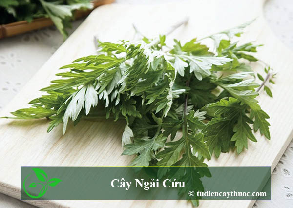 Cây ngãi cứu