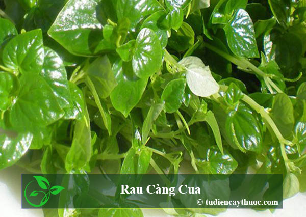 rau càng cua