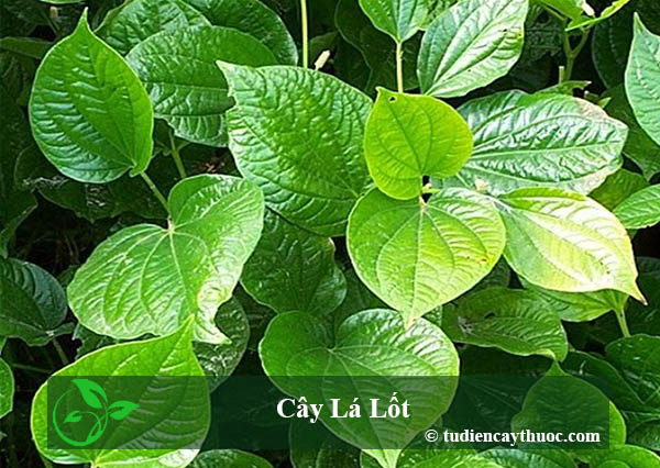 cây lá lốt