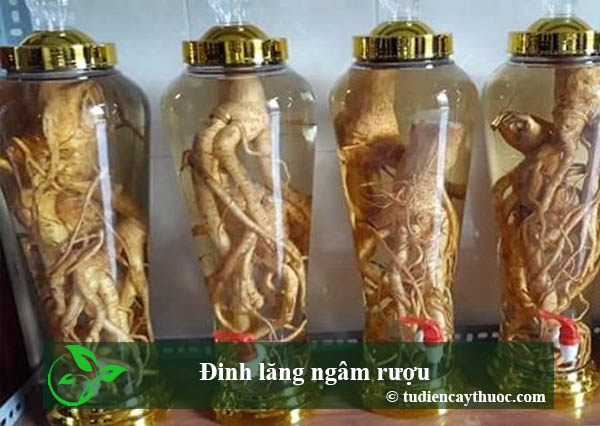 đinh lăng ngâm rượu đinh lăng ngâm rượu
