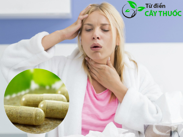 Cây xuyên tâm liên chữa bệnh gì