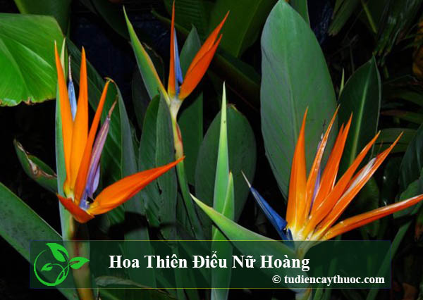 cây hoa thiên điểu