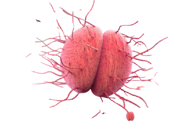 thuốc đông y chữa bệnh lậu