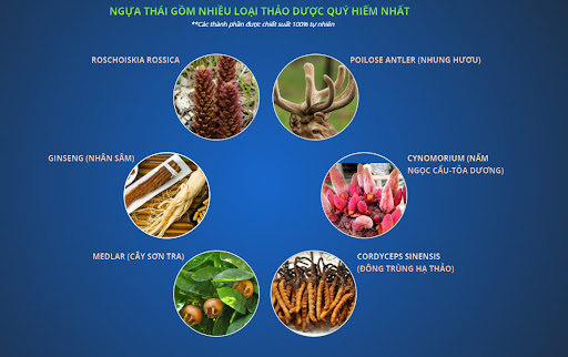 cường dương ngựa thái là gì