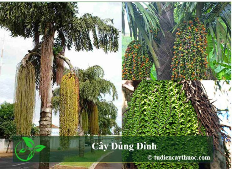 cay dung dinh